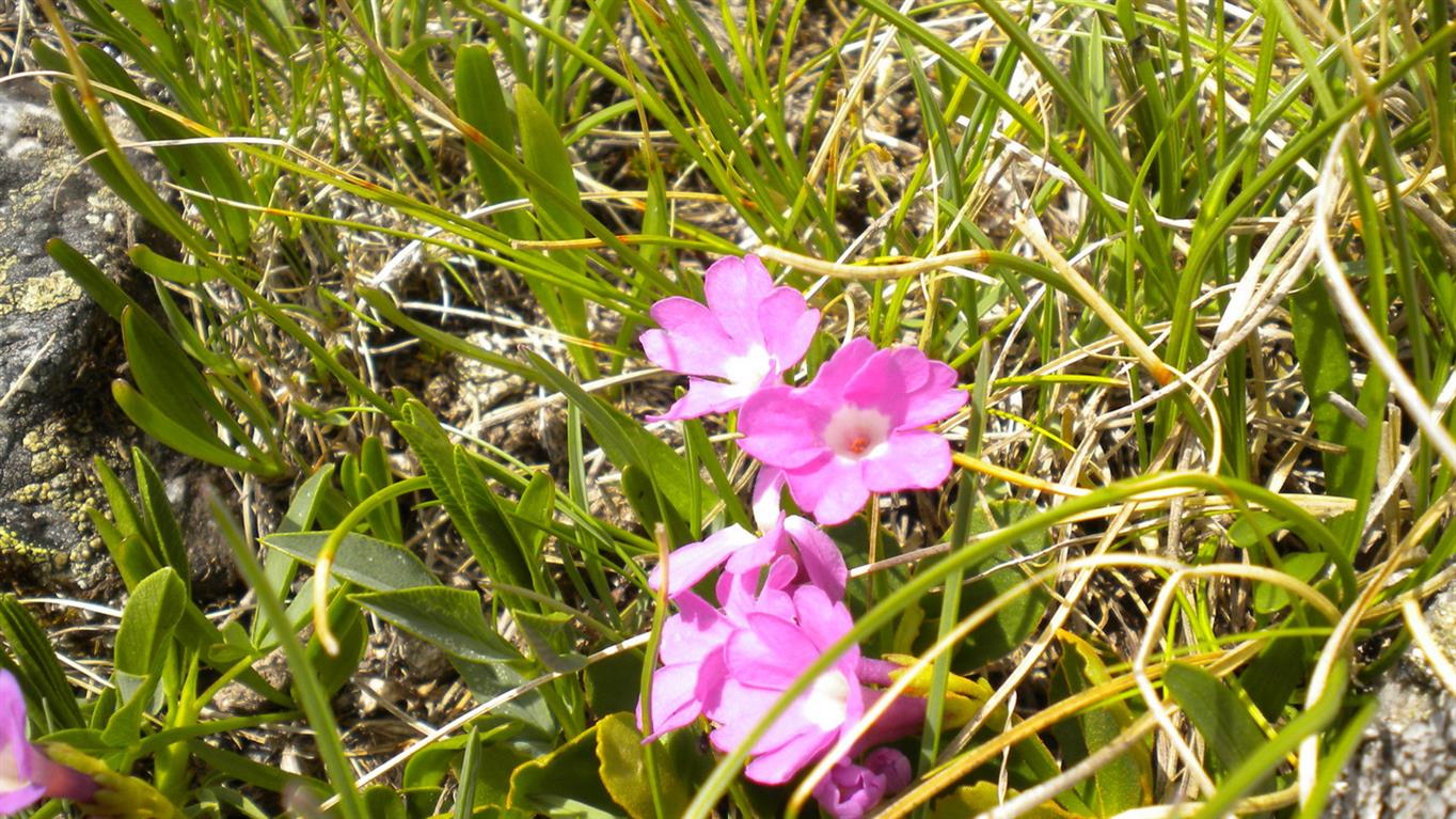 Val d''Aosta 06 - Primula pedemontana